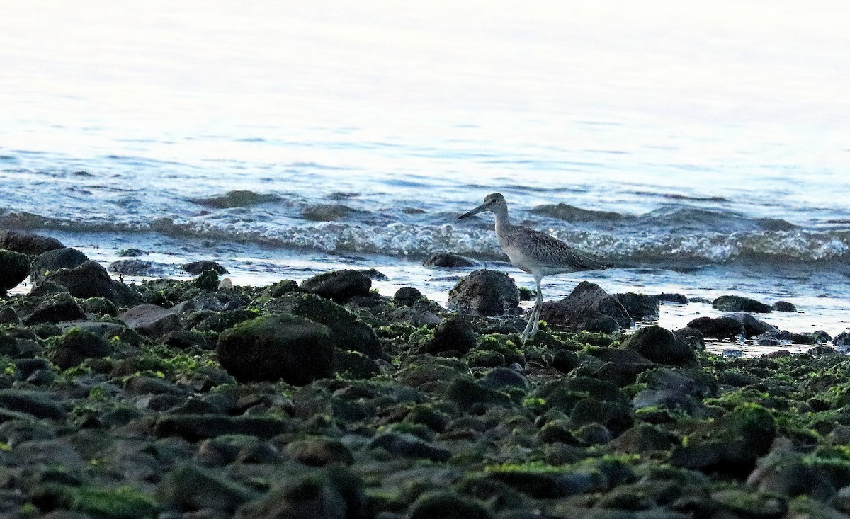 Willet - ML639549333