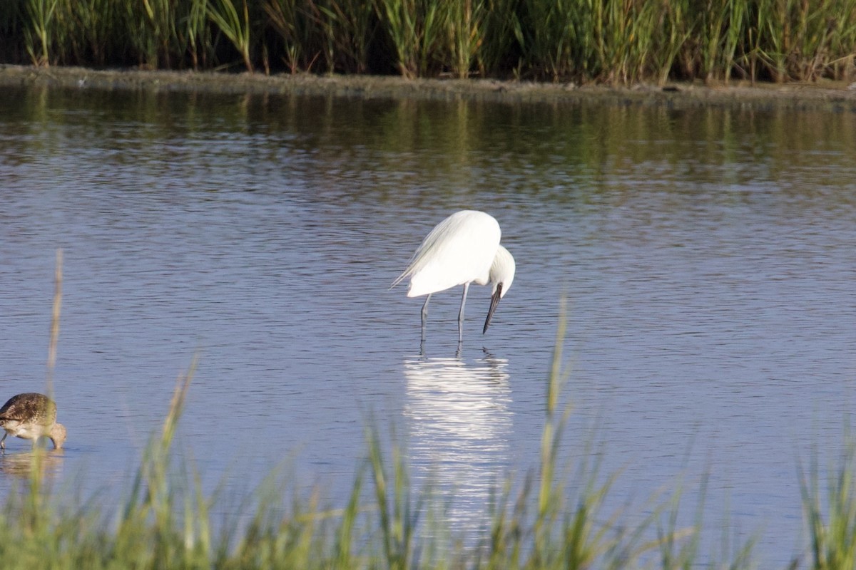 Reddish Egret - ML639549339