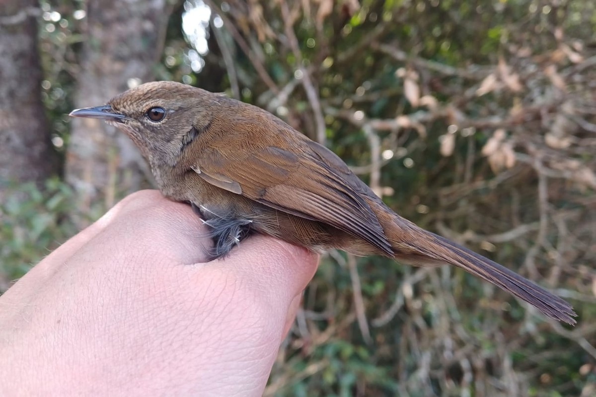 Barratt's Warbler - ML639549354