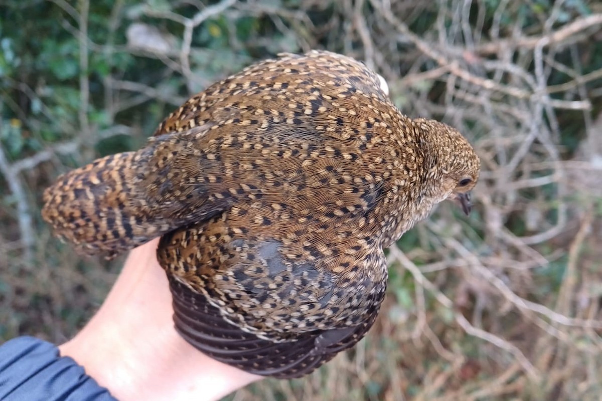 Buff-spotted Flufftail - ML639549360