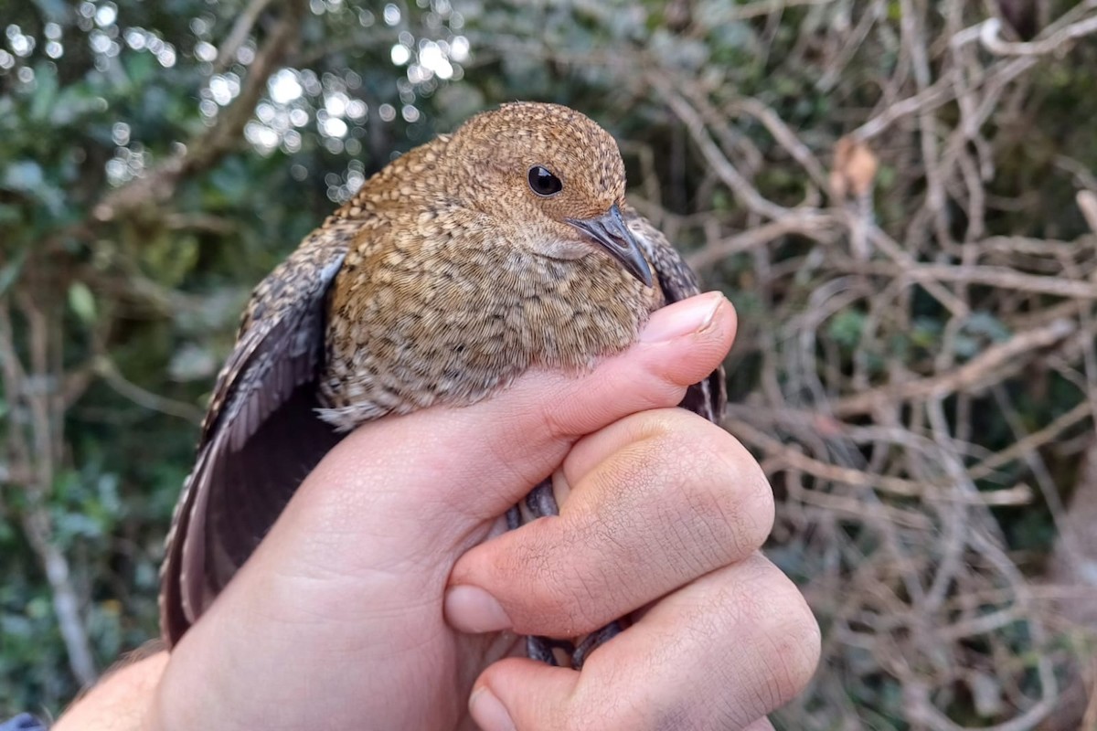 Buff-spotted Flufftail - ML639549361