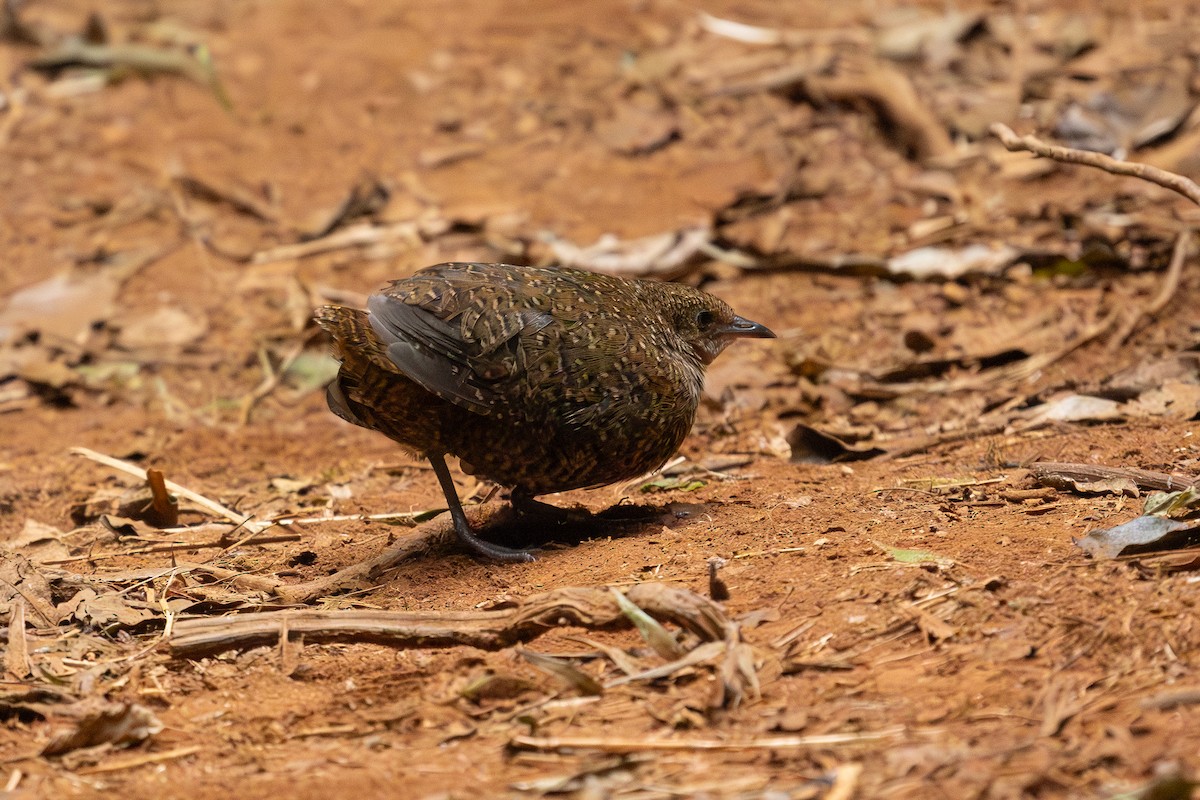 Buff-spotted Flufftail - ML639549421