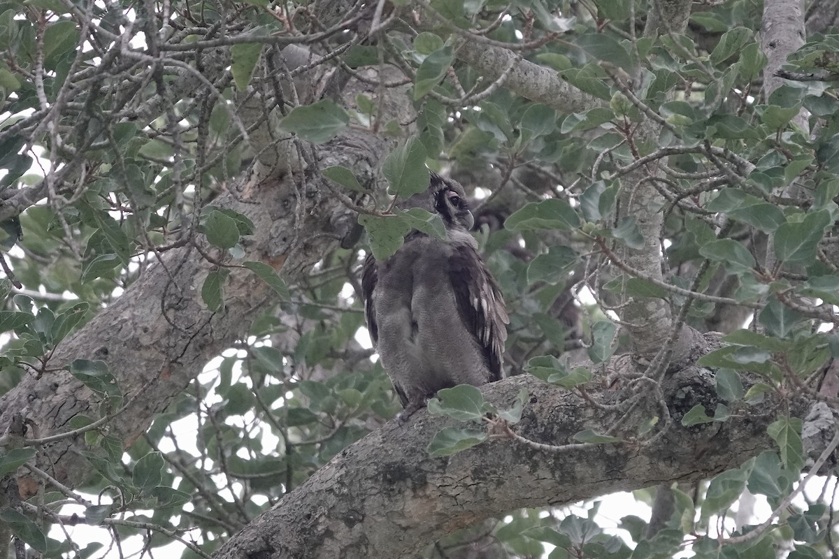 Verreaux's Eagle-Owl - ML639549518