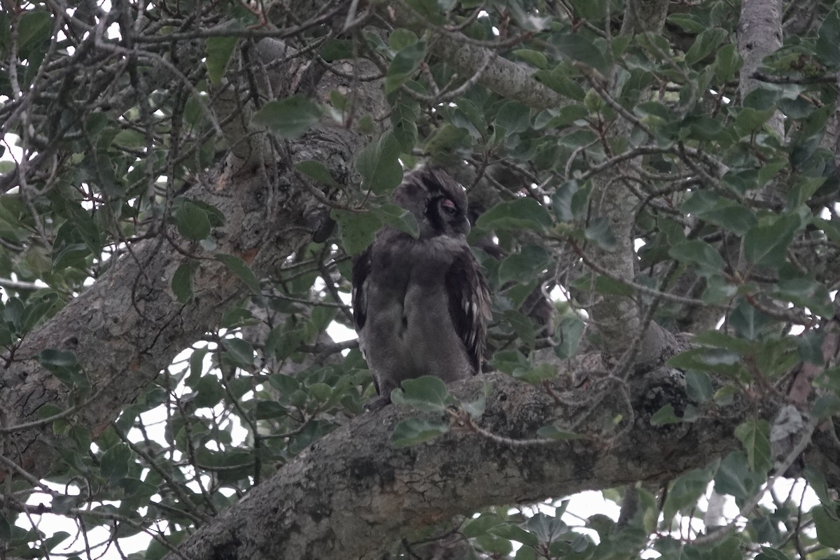 Verreaux's Eagle-Owl - ML639549520