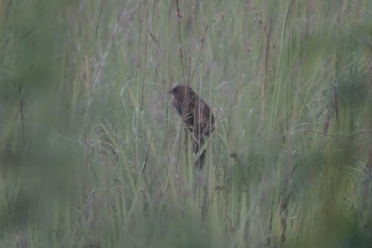 Black Coucal - ML639549530