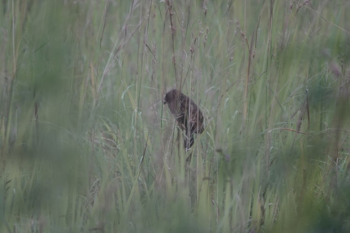 Black Coucal - ML639549533