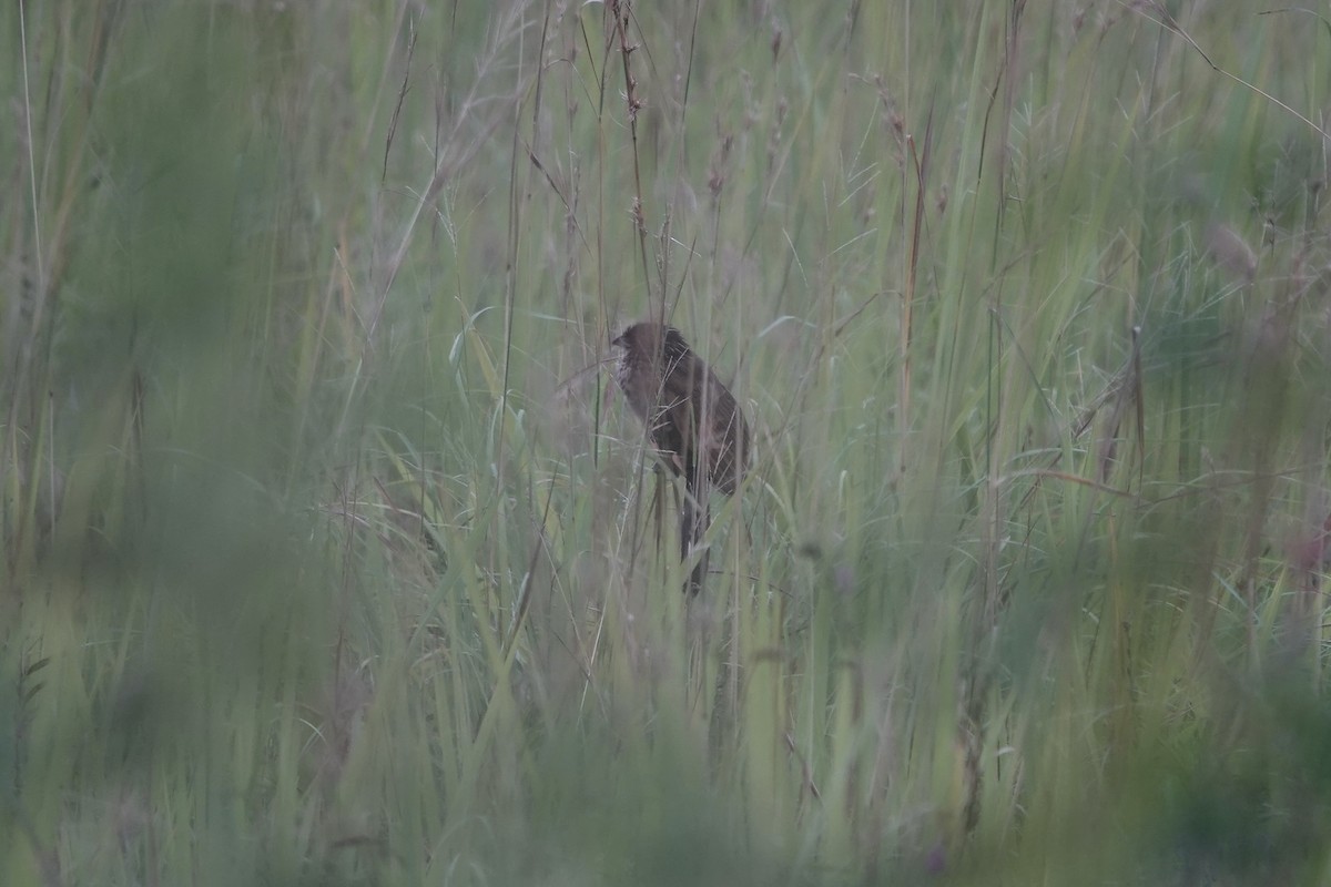 Black Coucal - ML639549535
