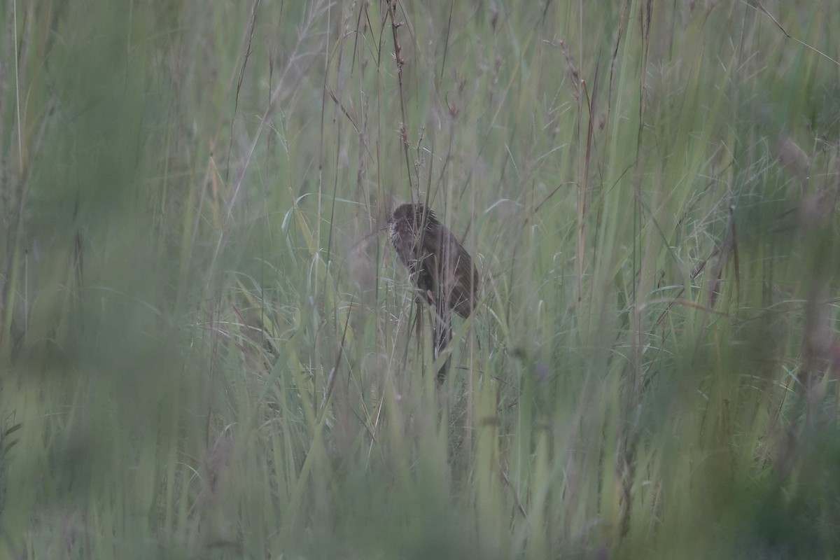 Black Coucal - ML639549538