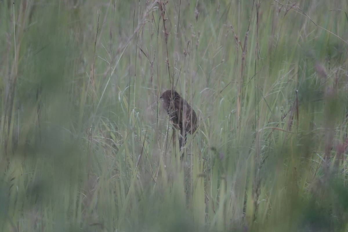 Black Coucal - ML639549539