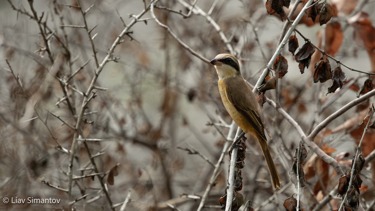 Brown Shrike - ML639549598