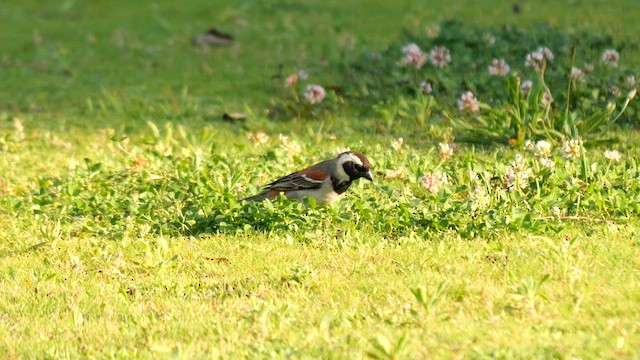 Cape Sparrow - ML639549617