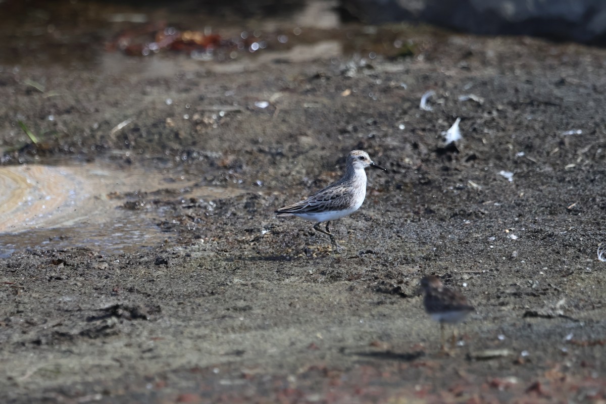 Semipalmated Sandpiper - ML639549666