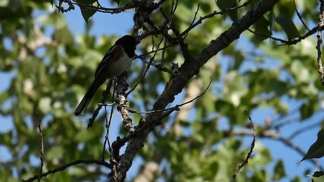 Spotted Towhee - ML639549744