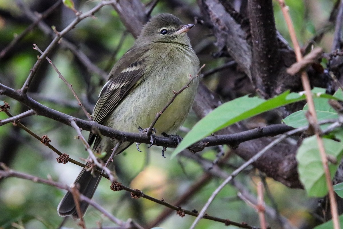 Highland Elaenia - ML639549746