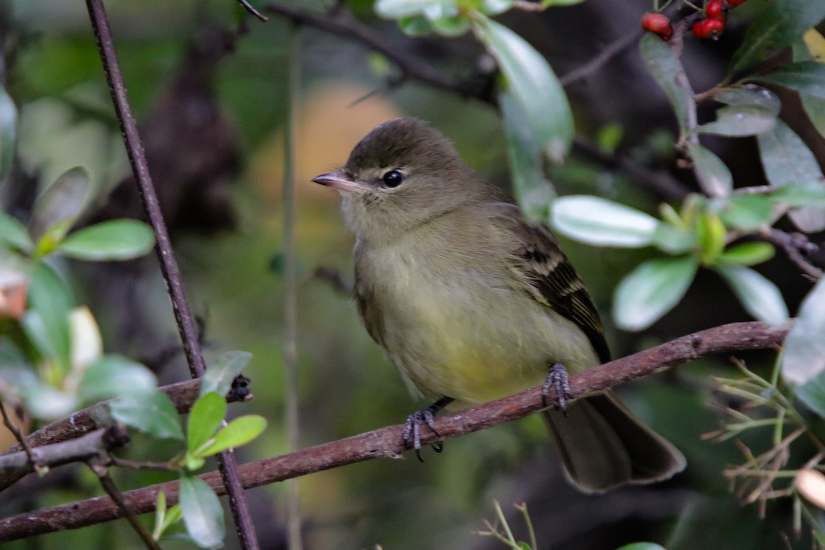 Highland Elaenia - ML639549747