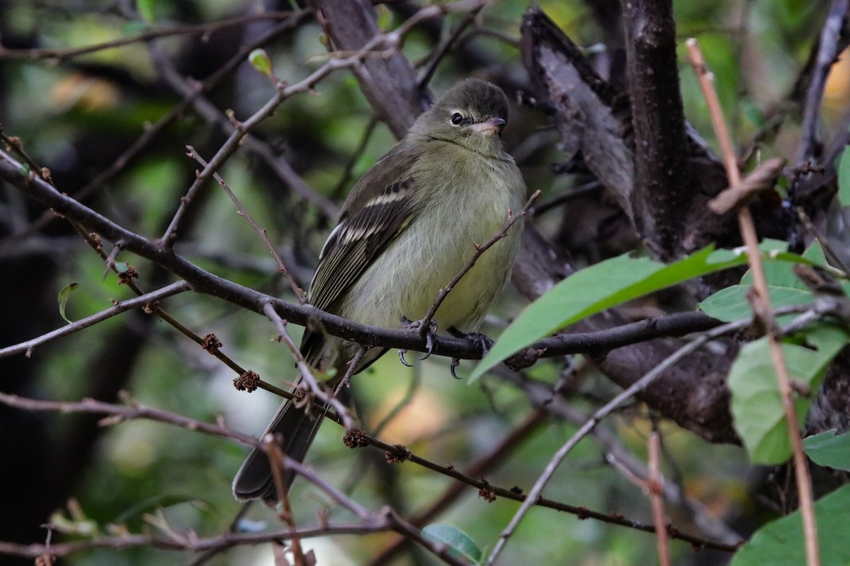 Highland Elaenia - ML639549748