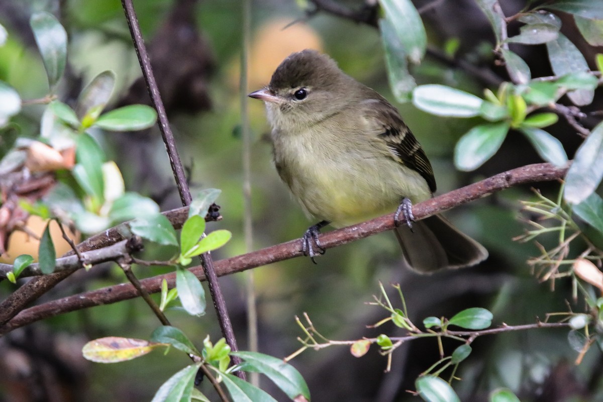 Highland Elaenia - ML639549749