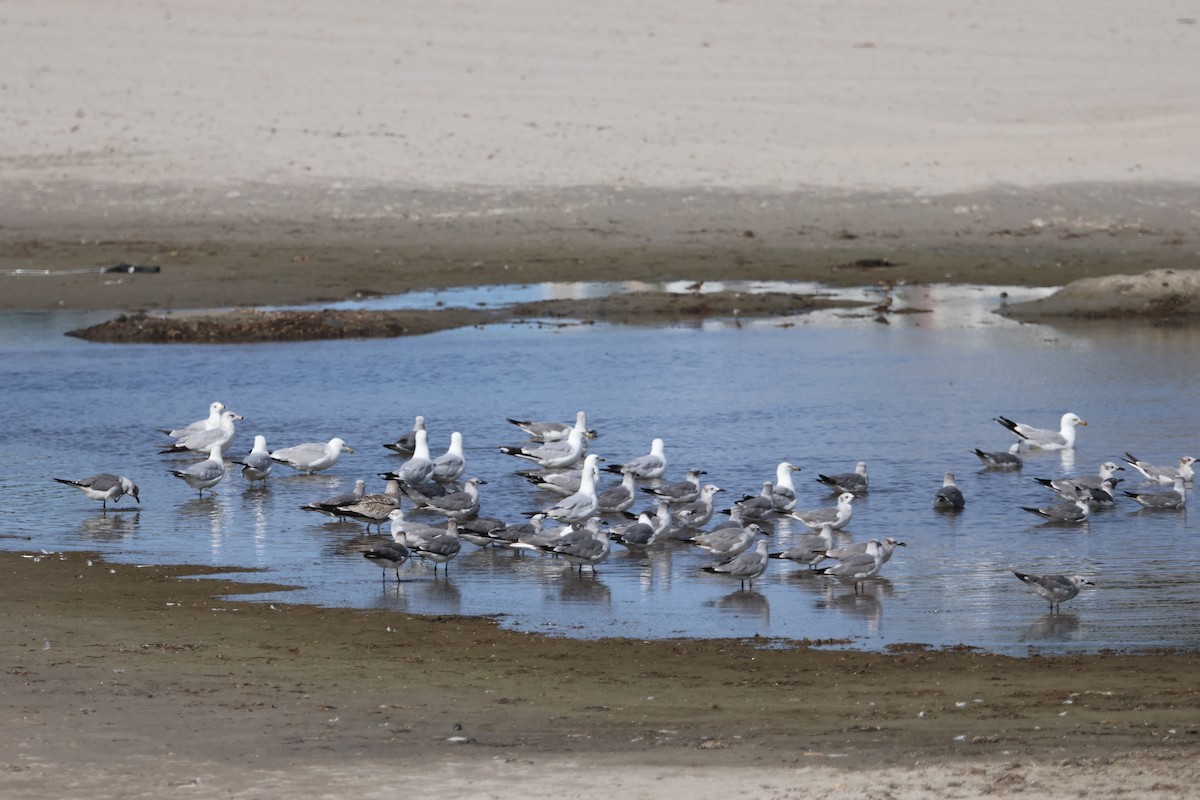 Ring-billed Gull - ML639549845