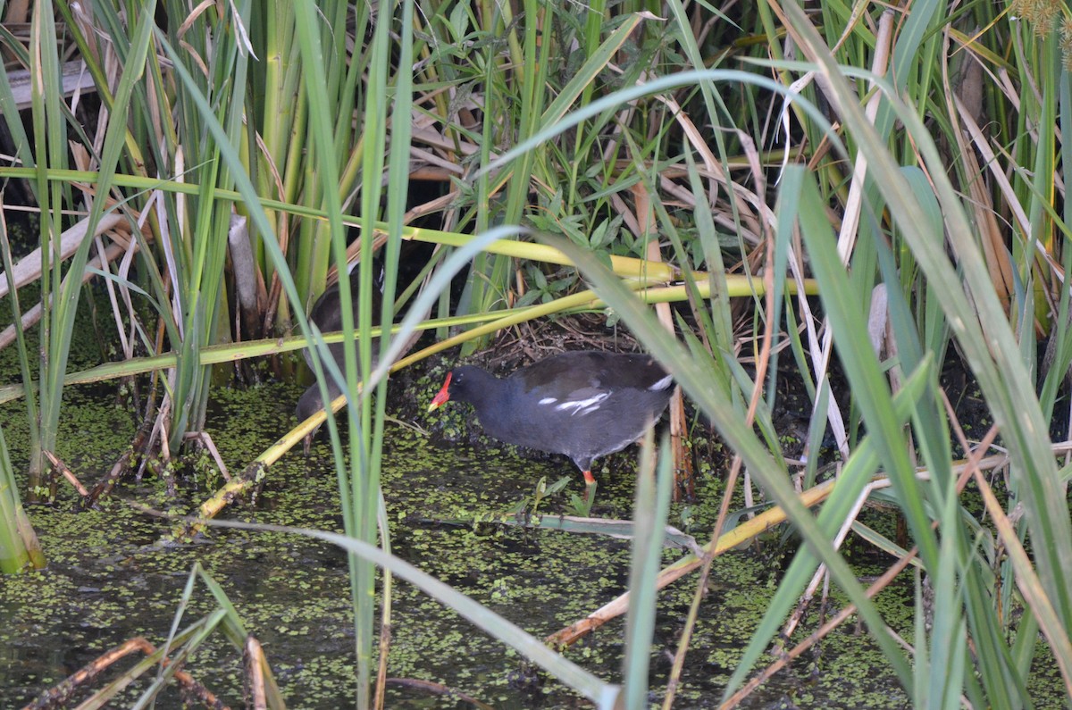 Common Gallinule - ML639549884