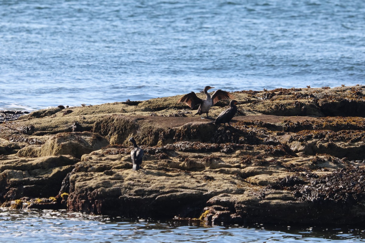 Double-crested Cormorant - ML639549886