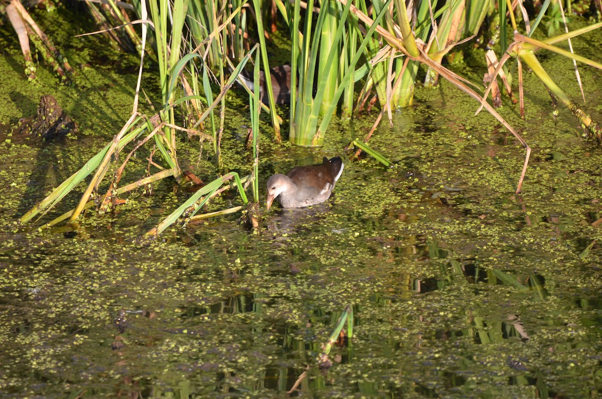 Common Gallinule - ML639549887