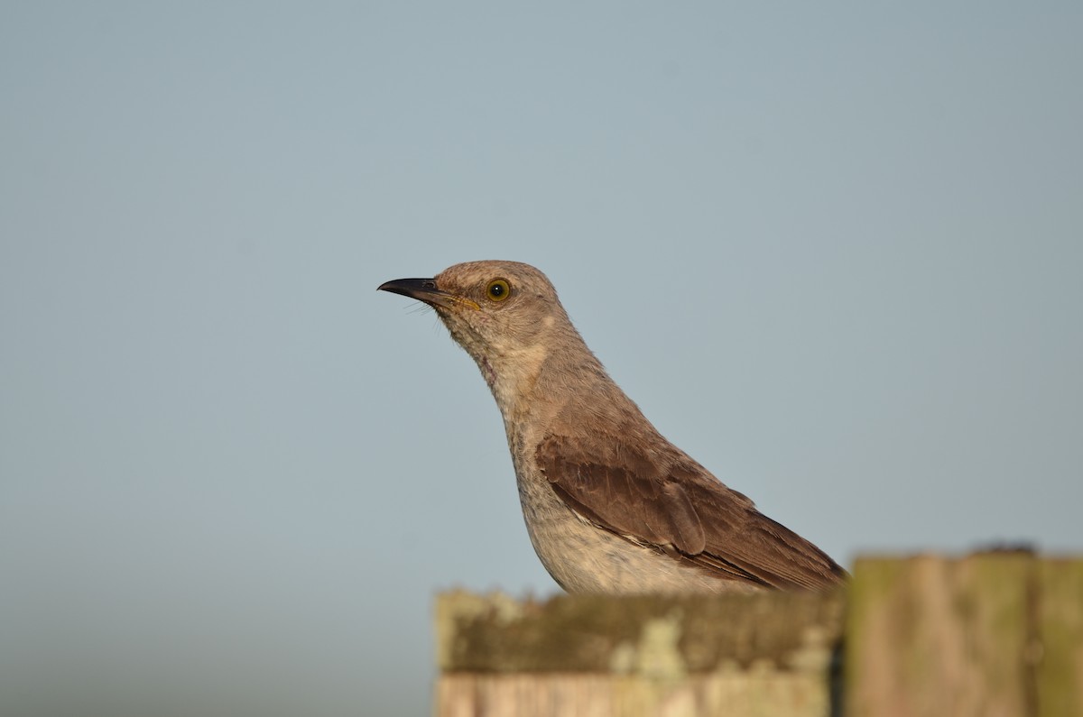 Northern Mockingbird - ML639549888