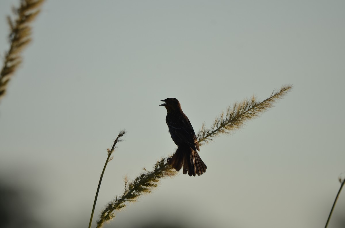 Red-winged Blackbird - ML639549891