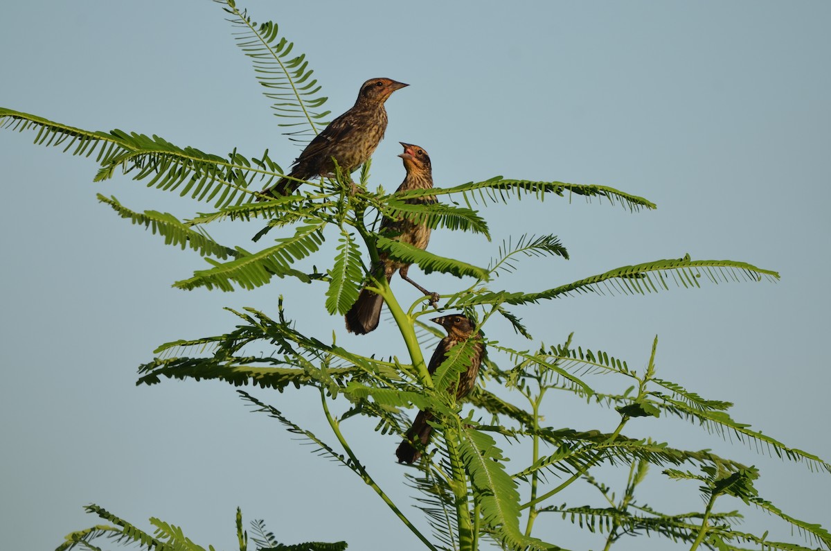 Red-winged Blackbird - ML639549895