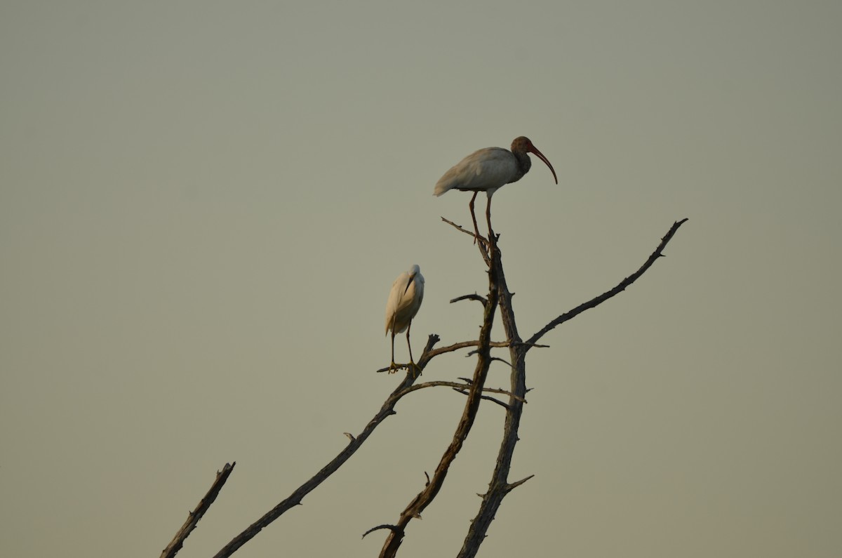 White Ibis - ML639549901