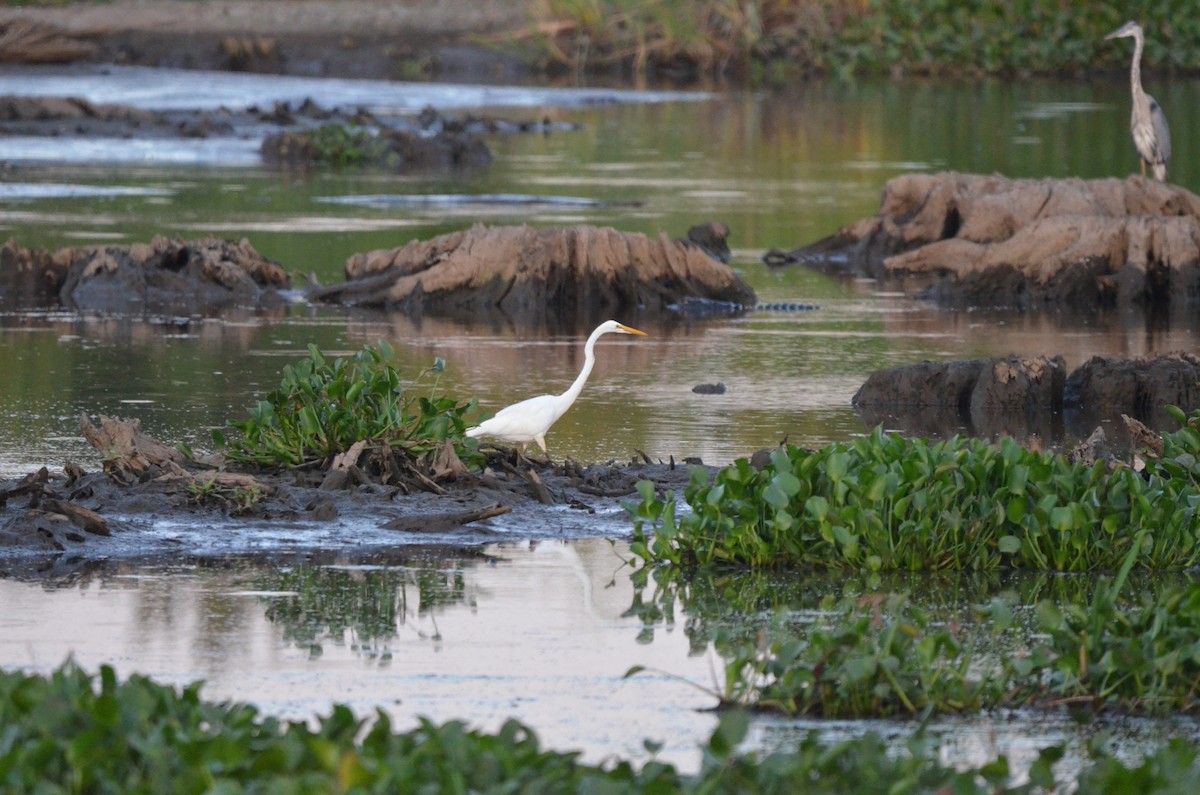 Great Egret - ML639549910