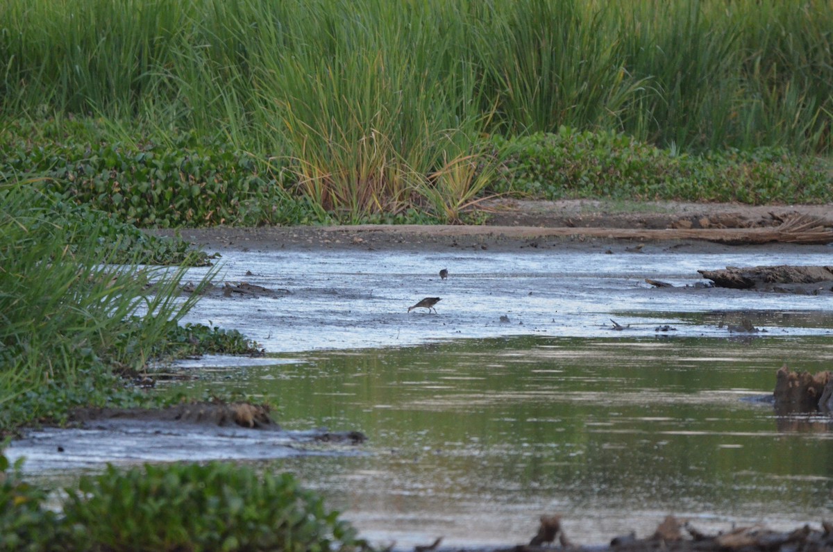 Clapper Rail - ML639549914