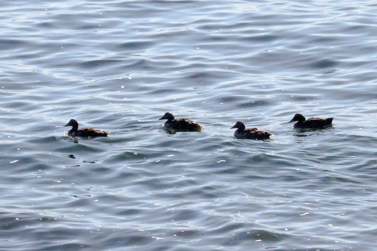 Common Eider - ML639549948