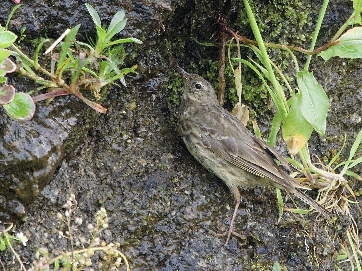 Rock Pipit - ML639549957