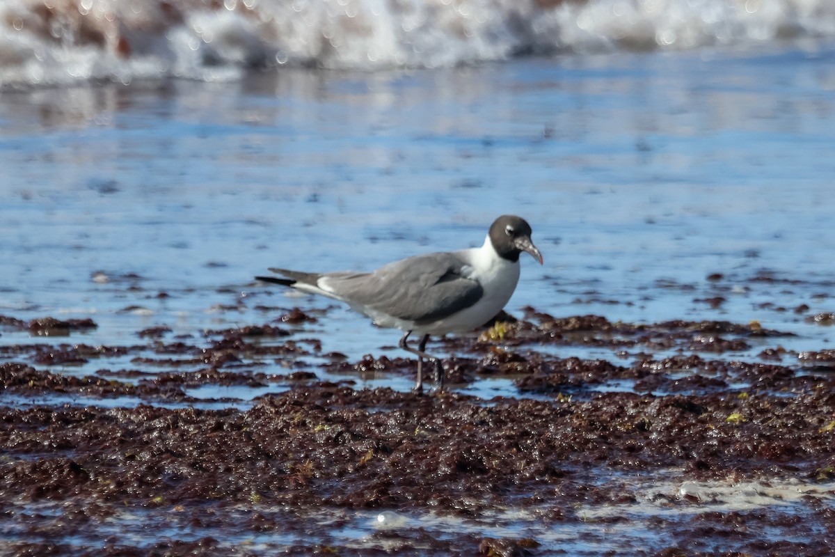 Laughing Gull - ML639549962