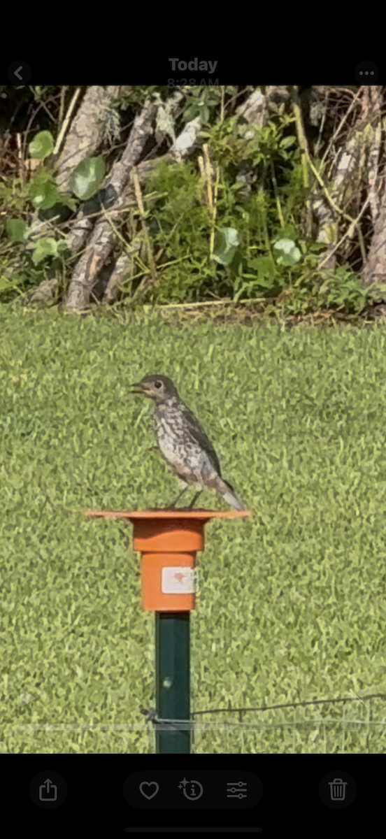 Eastern Bluebird - ML639549970