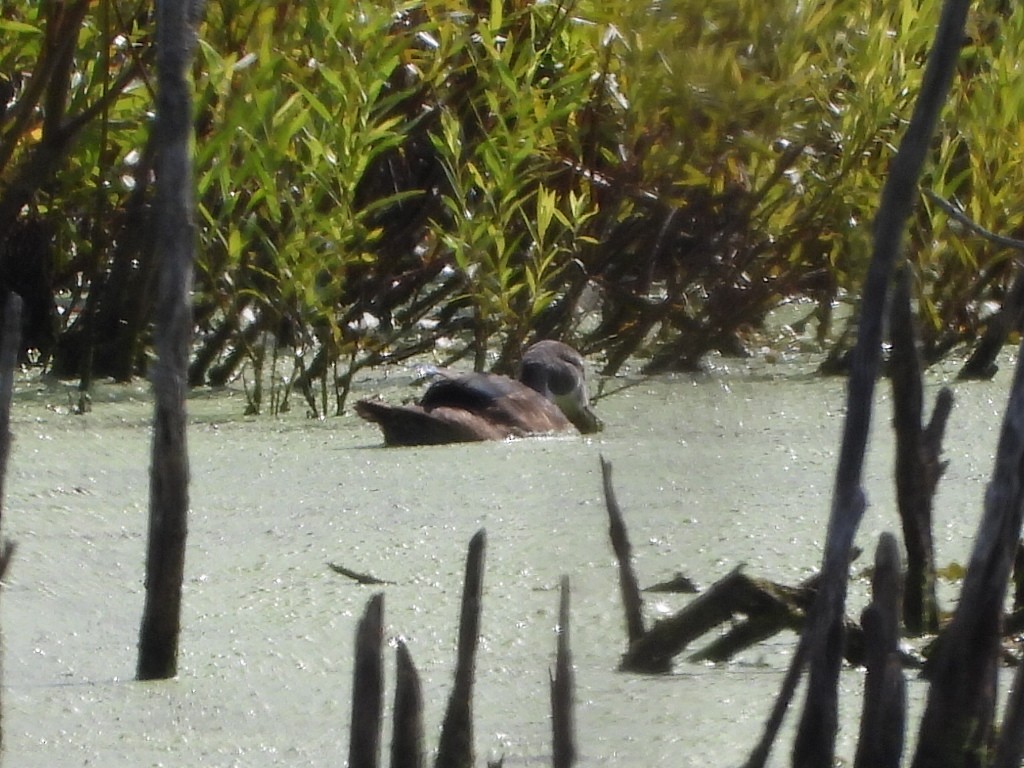 Wood Duck - ML639549980