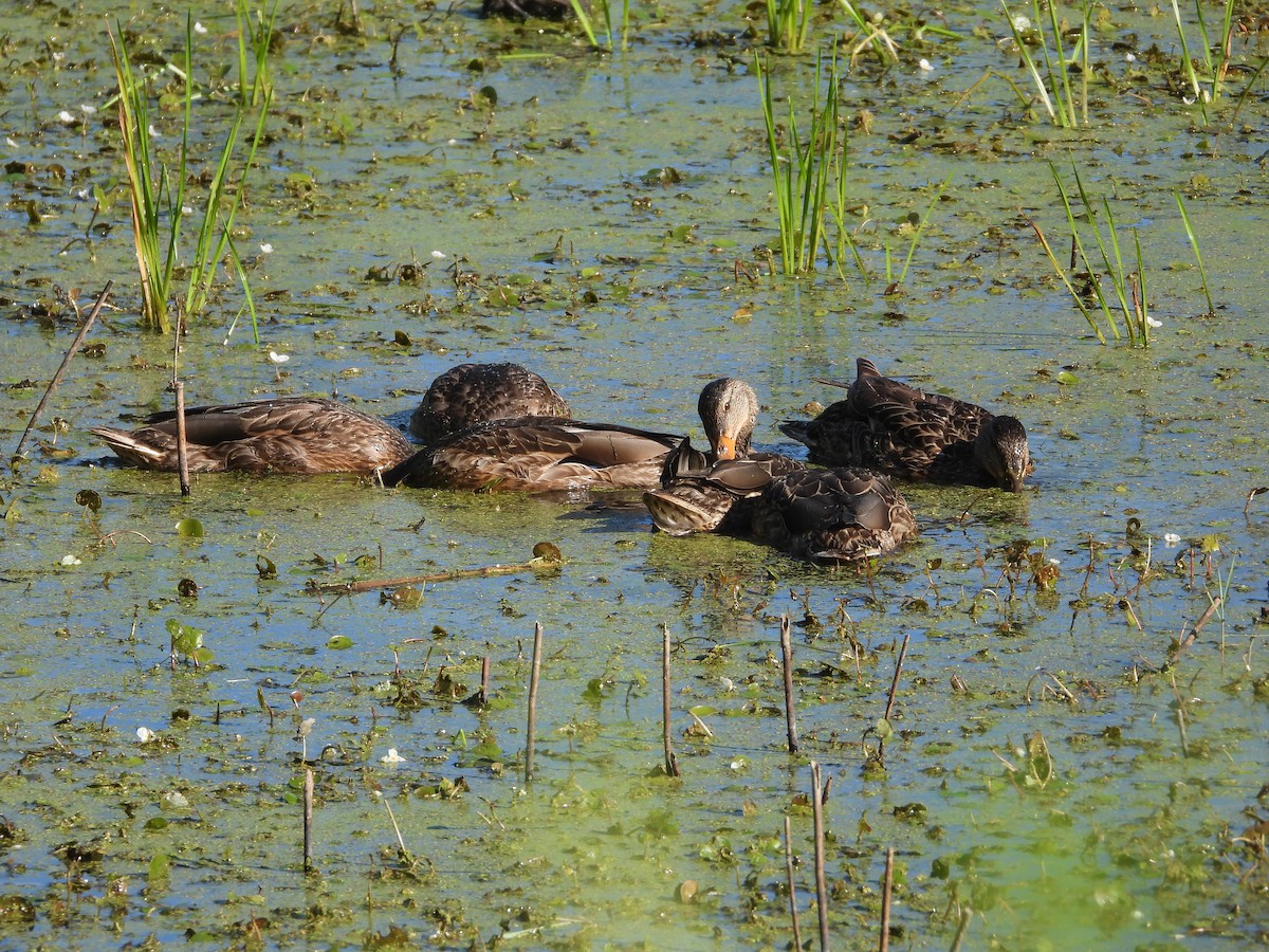 American Black Duck - ML639549987