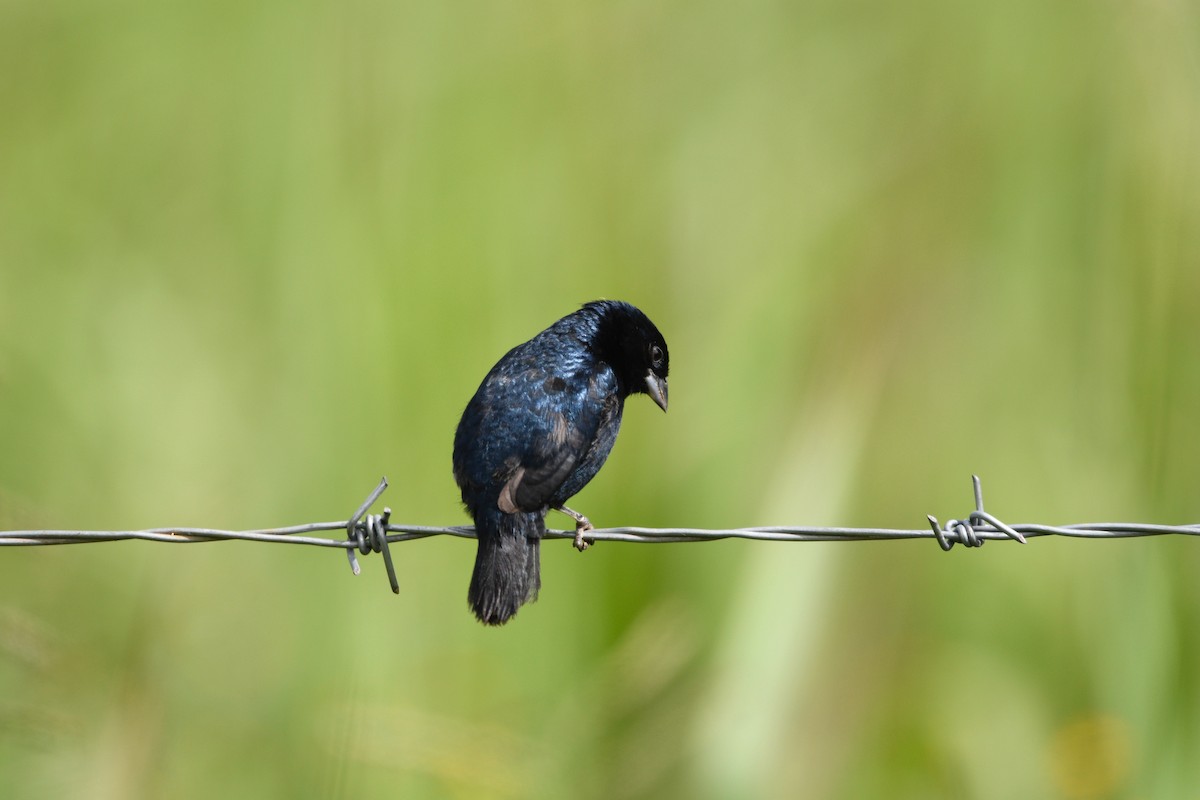 Blue-black Grassquit - ML639549989
