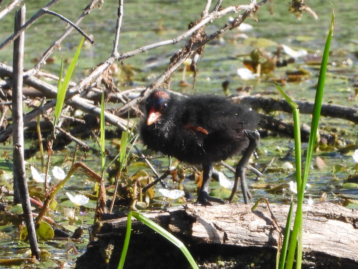 Common Gallinule - ML639549996