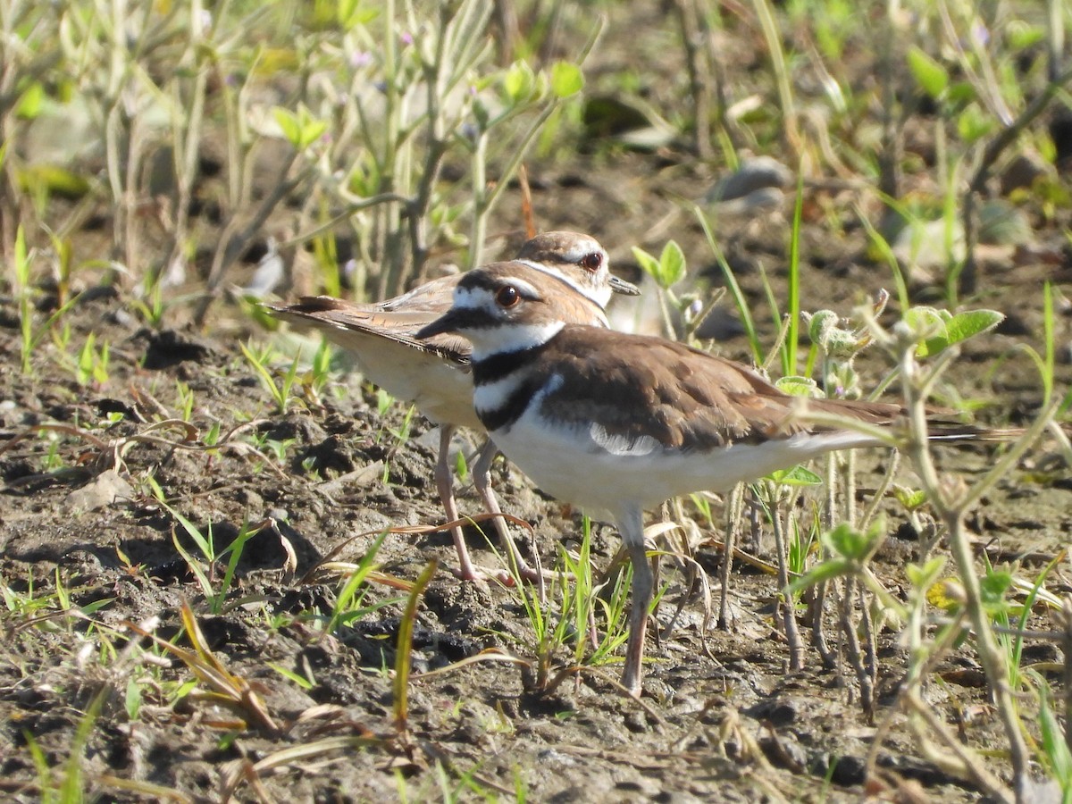 Killdeer - ML639550015