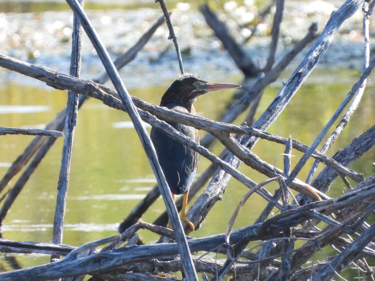 Green Heron - ML639550025