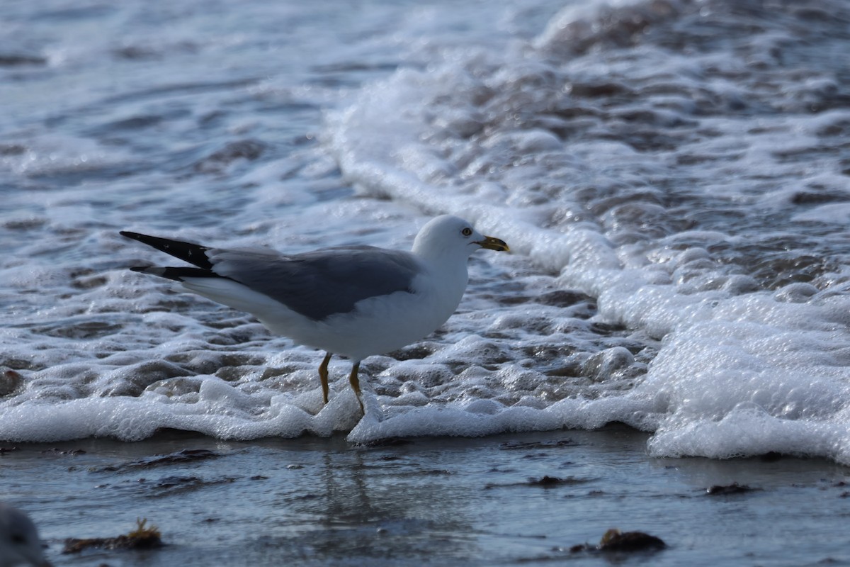 Ring-billed Gull - ML639550041