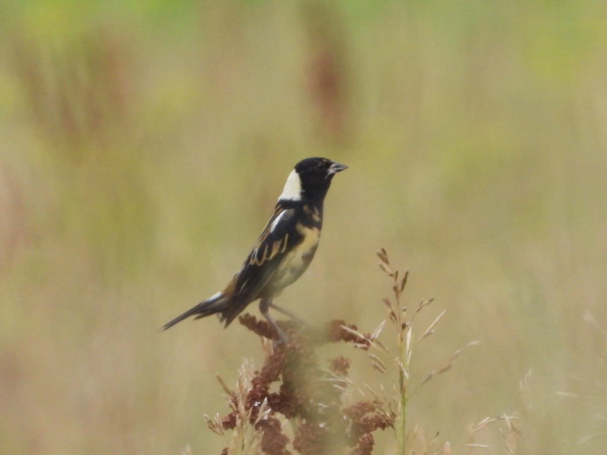 Bobolink - ML639550045