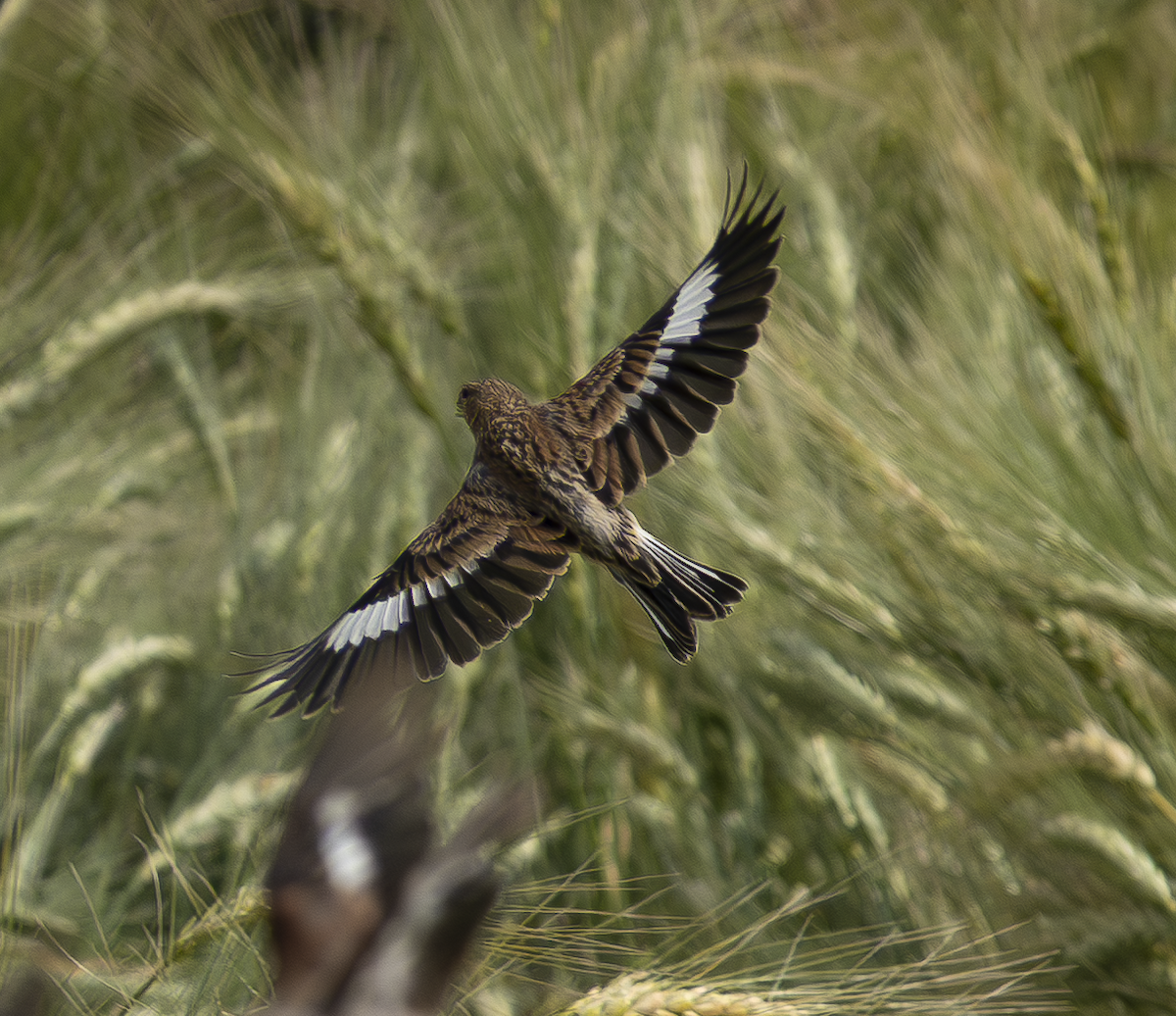 Yemen Linnet - ML639550047