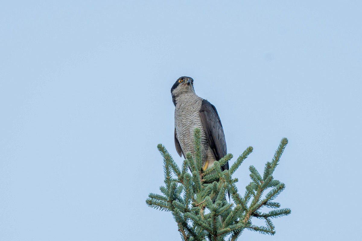 Eurasian Goshawk - ML639550052