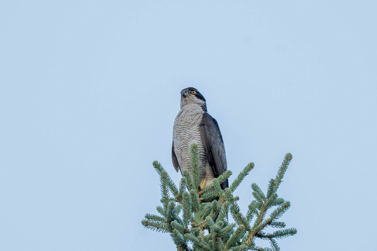 Eurasian Goshawk - ML639550053