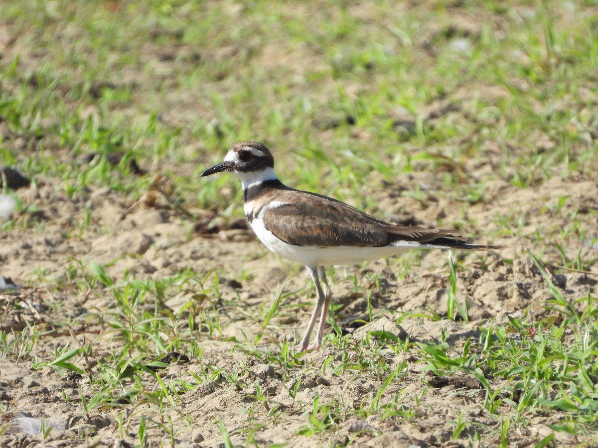Killdeer - ML639550079