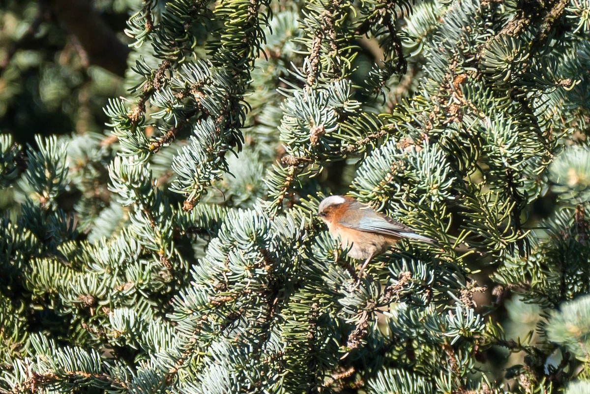 Crested Tit-Warbler - ML639550094