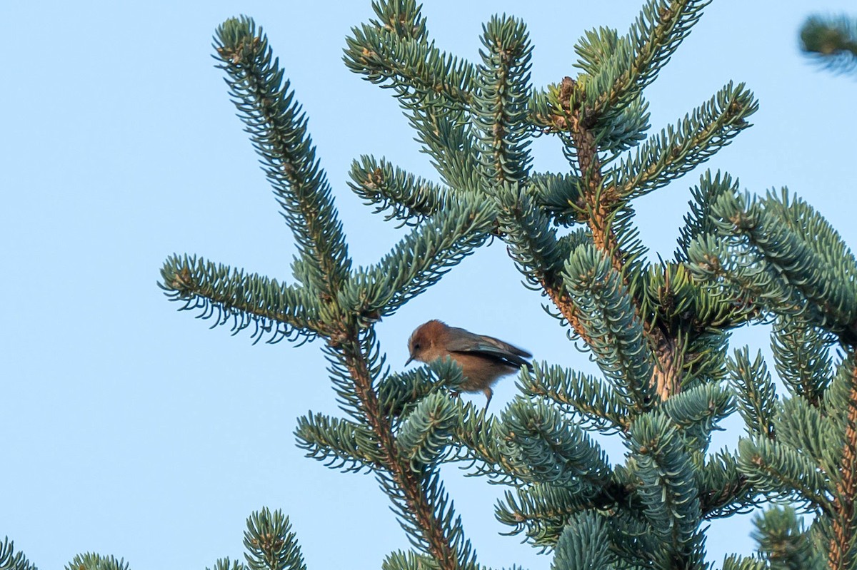 Crested Tit-Warbler - ML639550095
