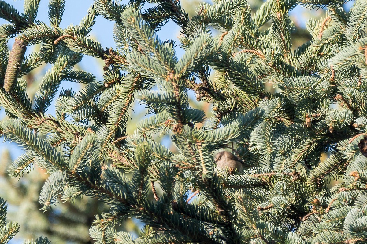 Crested Tit-Warbler - ML639550096